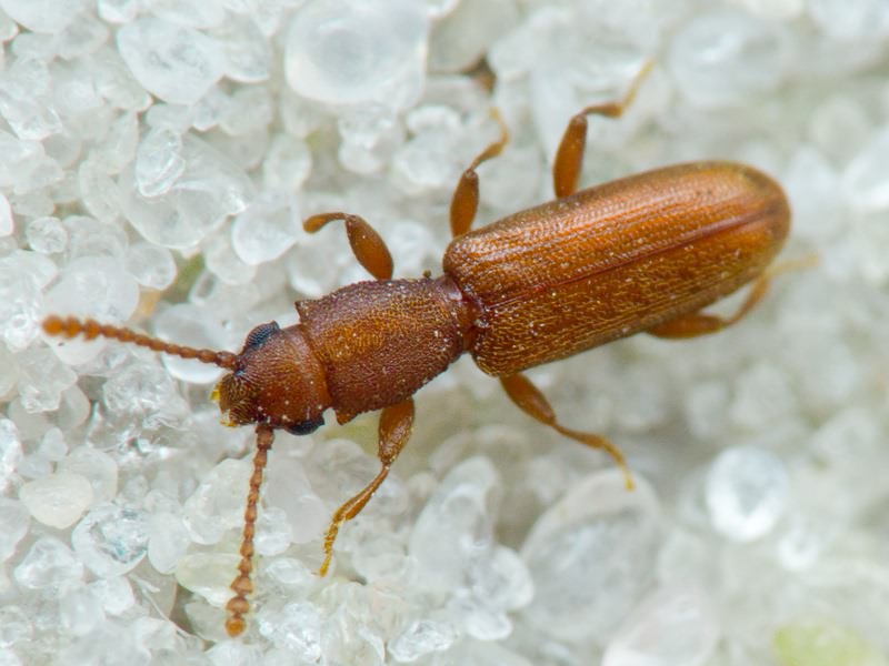 Silvanus unidentatus (A. G. Olivier, 1790)